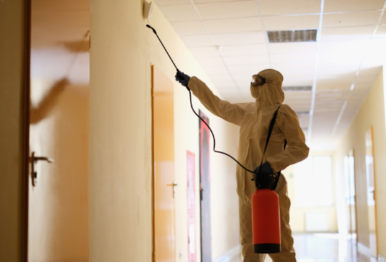 Bedbugs control services in Nairobi